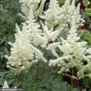 False Spirea (Astilbe x Arendsii) – Bridal Veil – #1 Container