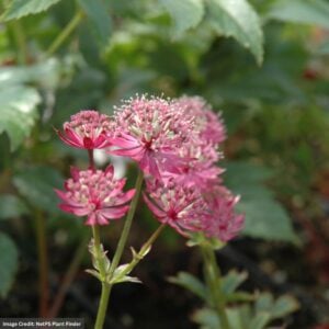 Masterwort (Astrantia) – Claret – #1 Container