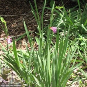 Boltonia – Asteroides Snowbank – #1 Container