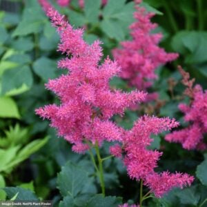 False Spirea (Astilbe) – Younique Ruby Red™ – #1 Container