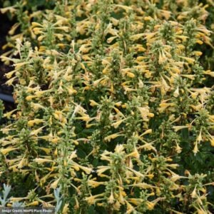 Hyssop (Agastache) – Summerlong™ Lemon – #1 Container