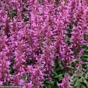Hyssop (Agastache) – Summerlong™ Magenta – #1 Container