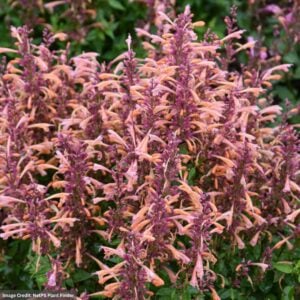 Hyssop (Agastache) – Summerlong™ Peach – #1 Container