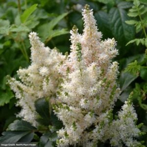 False Spirea (Astilbe) – Younique Salmon™ – #1 Container