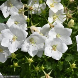 Bellflower (Campanula) – White Clips – #1 Container