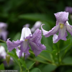 Vigins Bower (Clematis Viticella) – Betty Corning – #1 Container
