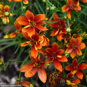 Tickseed (Coreopsis) – Sizzle And Spice® Crazy Cayenne – #1 Container