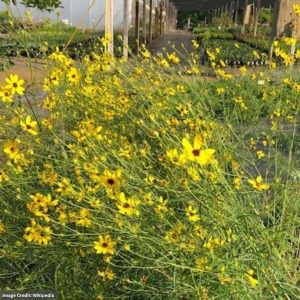 Tickseed (Coreopsis) – Gilded Lace – #1 Container