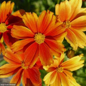 Tickseed (Coreopsis) – L’il Bang Darling Clementine – #1 Container