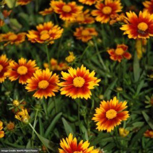 Tickseed (Coreopsis) – Lil’ Bang™ Daybreak – #1 Container