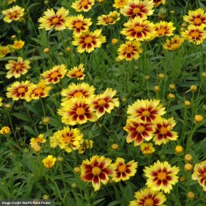 Tickseed (Coreopsis) – Enchanted Eve – #1 Container