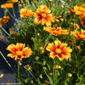 Tickseed (Coreopsis) – Lil’ Bang™ Firewheel – #1 Container