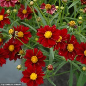 Tickseed (Coreopsis) – Mercury Rising – #1 Container