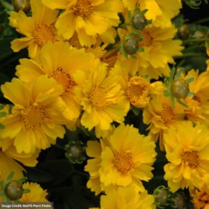 Dwarf Tickseed (Coreopsis grandiflora) – Presto – #1 Container