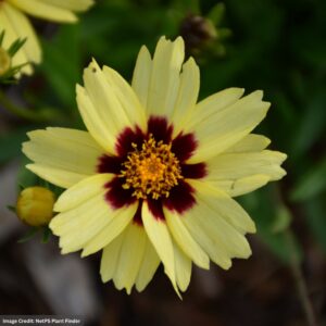 Tickseed (Coreopsis) – Uptick™ Cream And Red – #1 Container