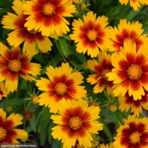 Tickseed (Coreopsis) – Uptick™ Gold And Bronze – #1 Container