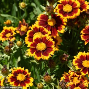 Tickseed (Coreopsis) – Uptick™ Red – #1 Container