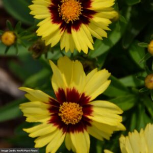 Tickseed (Coreopsis) – Uptick™ Yellow And Red – #1 Container