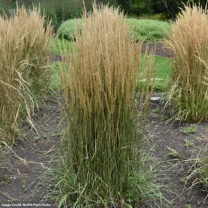 Reed Grass (Calamagrostis Acutiflora) – Hello Spring – #1 Container
