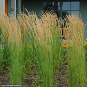 Reed Grass (Calamagrostis Acuithello) – Karl Foerster – #2 Container