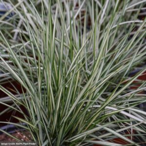 Reed Grass (Calamagrostis Acuithello) – Lightning Strike – #1 Container