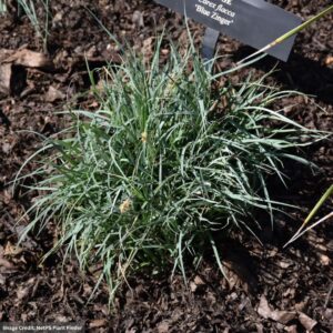 Blue Sedge (Carex flacca) – Blue Zinger – #1 Container