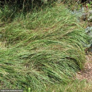 Blue Sedge (Carex Flacca) – #1 Container