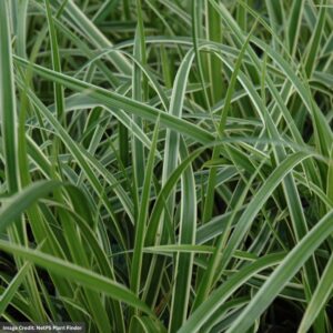 Sedge (Carex Morrowii) – Ice Dance – #1 Container