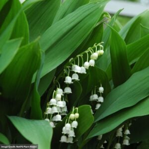 Lily of the Valley (Convallaria Majalis) – 1 Qt Container