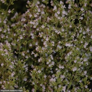 Dwarf Calamint (Calamintha nepeta) – Montrose White – #1 Container