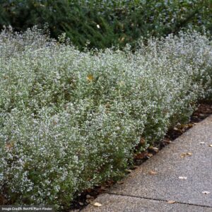 Dwarf Calamint (Calamintha nepeta) – #1 Container