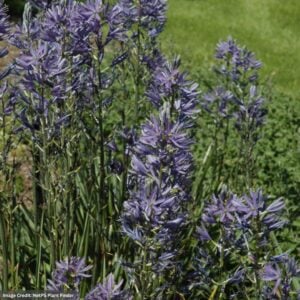 Camassia – Blue Danube – #1 Container