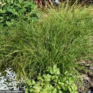 Sedge (Carex) – Pennsylvania – 1 Qt Container