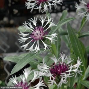 Cornflower (Centaurea Montana) – Amethyst In Snow – #1 Container