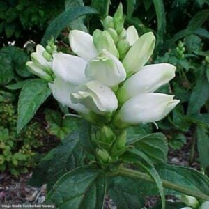 White Turtlehead (Chelone Glabra) – Black Ace – #1 Container
