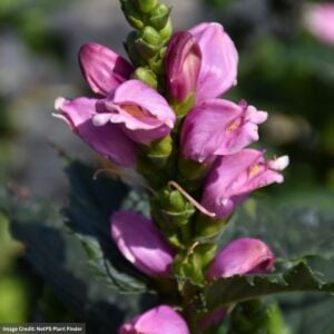 Turtlehead (Chelone lyonii) – Tiny Toruga – #1 Container