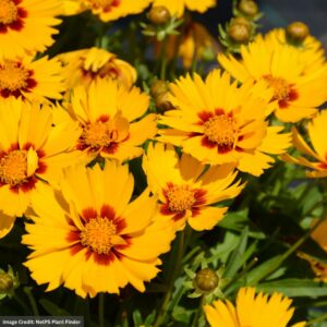 Tickseed (Coreopsis grandiflora) – Solanna™ Bright Touch – #1 Container