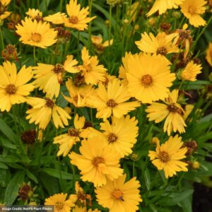 Tickseed (Coreopsis) – Uptick™ Gold – #1 Container