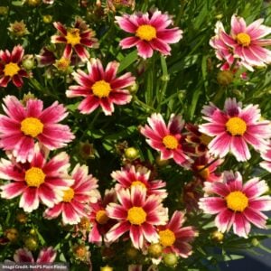 Tickseed (Coreopsis) – Lil’ Bang™ Candy Stripes – #1 Container