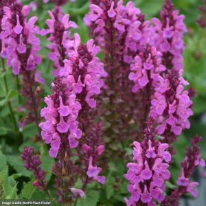 Meadow Sage (Salvia Nemorosa) – Rose Marvel – #1 Container