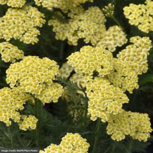 Yarrow (Achillea) – Sunny Seduction – #1 Container