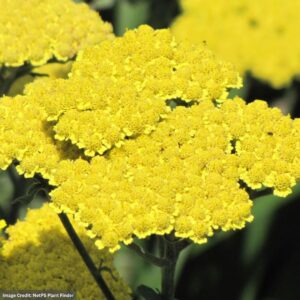 Yarrow (Achillea) – Moonshine – #1 Container