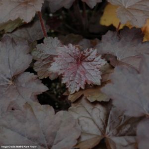 Coral Bells (Heuchera) – Blackout – #1 Container