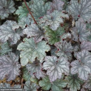 Coral Bells (Heuchera) – Frosted Violet – #1 Container