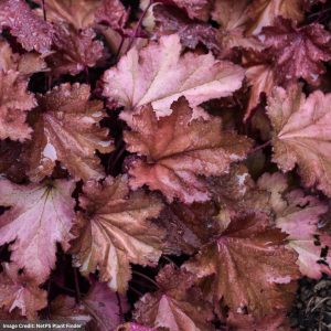 Coral Bells (Heuchera) – Magma – #1 Container