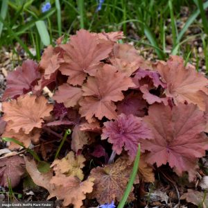 Coral Bells (Heuchera) – Mega Caramel – #1 Container
