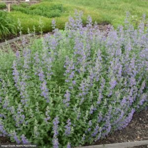 Catmint (Nepeta Faassenii) – Walker’s Low – #2 Container