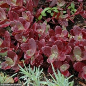 Stonecrop (Sedum) – Sunsparkler Firecracker – #2 Container