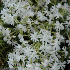 Phlox – Snowflake – #1 Container