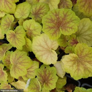Coral Bells (Heuchera) – High Hopes – #1 Container